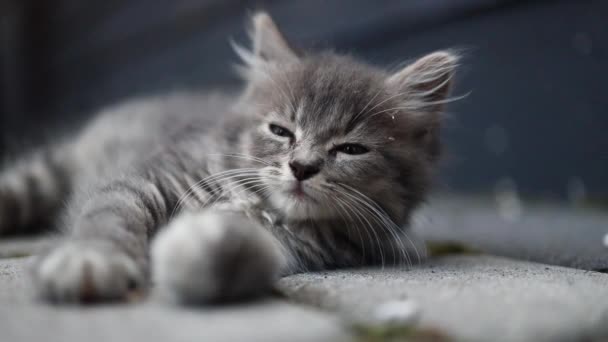 Gros plan de petit chaton rayé tabby avec de grands yeux posés sur la route grise. Adorable ami félin confortable. — Video