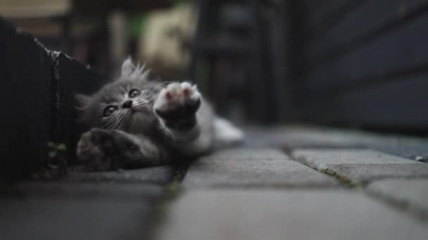 Κοντινό πλάνο του μικρού tabby γατάκι με μεγάλα μάτια χαλαρώνοντας σε γκρι σε πέτρινο δρόμο. Αξιολάτρευτος φίλος αιλουροειδών. — Αρχείο Βίντεο