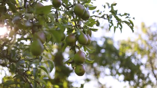 五彩缤纷的绿色梨子挂在树枝上，在阳光的照耀下，在花园里。农业收获概念，花园收获概念 — 图库视频影像