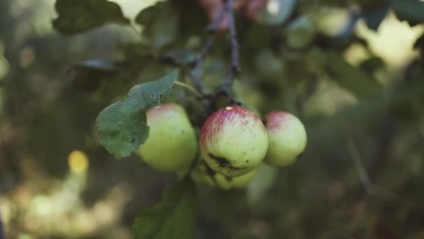 Friss zöld alma egy fán a kertben készen áll a betakarításra a napsütéses őszi napon. Kertészeti és gazdálkodási koncepció — Stock videók