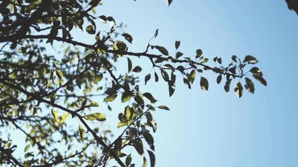 Follaje vívido en un árbol moviéndose en el viento contra el cielo azul. Hermoso marco natural — Vídeos de Stock