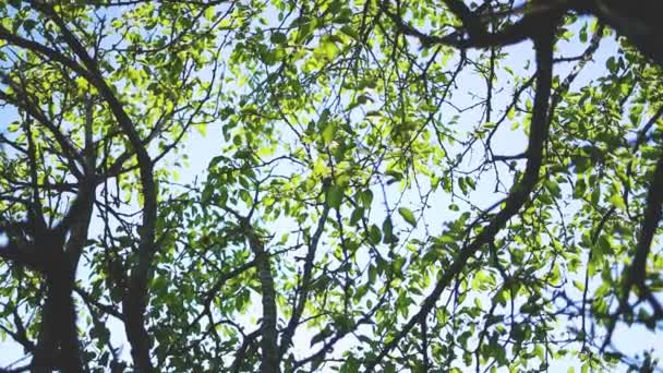 Κάτω προς τα πάνω άποψη του πλούσια πράσινα δέντρα. Δέντρο κορώνες ενάντια στον ουρανό. Θερινό φόντο. Όμορφο φυσικό πλαίσιο — Αρχείο Βίντεο