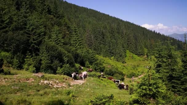 Стадо корів пасеться на лузі в лісі. Мальовничий гірський пейзаж . — стокове відео