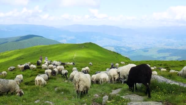 Ovejas blancas pastando en prado verde en la naturaleza. Increíble panorama de verano de la naturaleza salvaje de la mañana en las montañas — Vídeo de stock