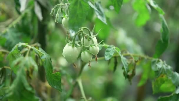 Friss zöld paradicsom a szántóföldi zöldség betakarításra szánt ágán. Biogazdasági zöldségek közelkép. — Stock videók
