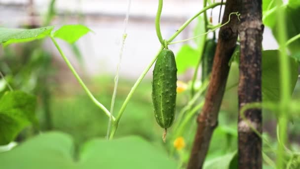 Groei en bloei van komkommers buiten in de moestuin. Biologische landbouw. — Stockvideo