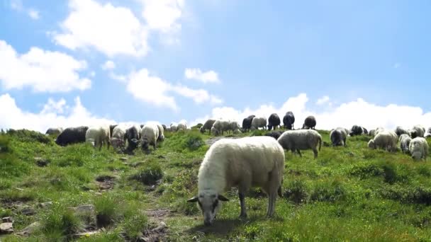 Ovejas blancas esponjosas comiendo hierba verde en un prado en un pasto. Vista panorámica de verdes colinas montañas rango paisaje — Vídeo de stock