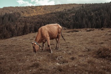 Mutlu inek yaz günbatımında çayırda ot yiyor.