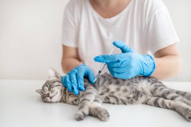 Doktor veteriner veteriner veteriner kliniğinde kediye insülin veriyor. Veterinerlik hekimliği kavramı.