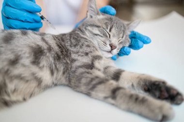 Veteriner doktor kedi yavrusu için iğne yapıyor. Hayvanlara aşı olmak. Veteriner kliniğinde muayene için evcil kedi, veteriner elleri..