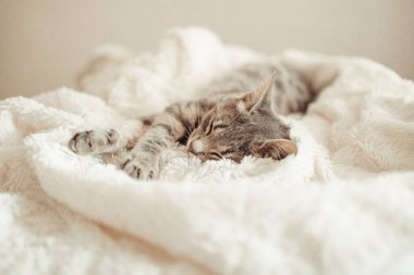 Şirin küçük gri kedi yavrusu beyaz yumuşak battaniyenin altında bir kanepede uyuyor. Mutlu bir evcil hayvanla rahat bir arka plan.