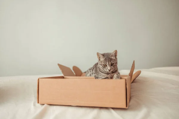 Portrait Funny Tabby Kitten Brown Eyes Sits Cardboard Delivery Box — Stock Photo, Image