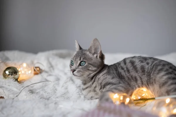 Очаровательная Кошка Лежит Уютной Кровати Рождественскими Золотыми Огнями Боке Подарочными — стоковое фото