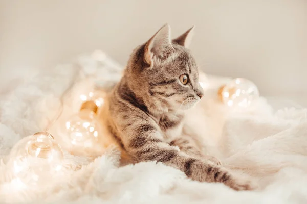 스러운 고양이가 크리스마스 황금빛 조명을 받으며 침대에 귀여운 고양이가 장난감으로 — 스톡 사진
