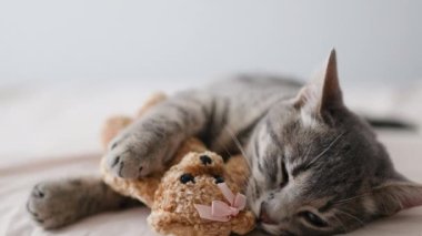 Kedi yavrusu, örülmüş beyaz yatakta, battaniyeli, sarı oyuncak ayının üzerinde uyur. Tatlı rüyalar.