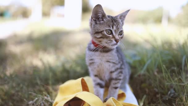 Bedårande brun randig kattunge med gröna ögon och röd krage sitter och kopplar av på en solig våräng — Stockvideo