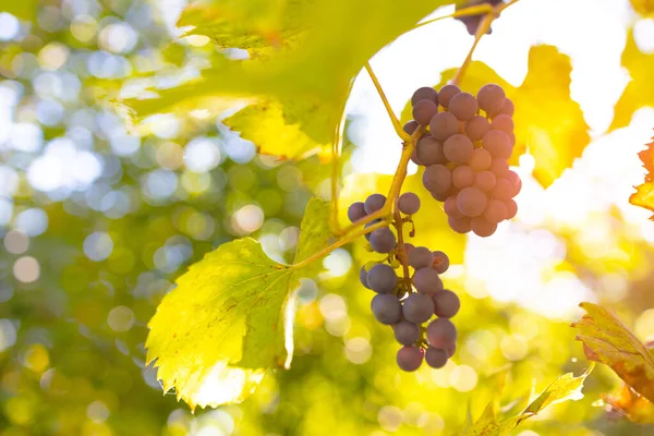 Luz Del Sol Brilla Través Racimos Azules Uvas Viñedo Pueblo — Foto de Stock