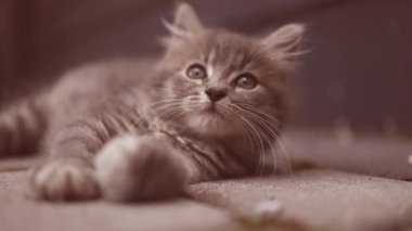 Gri asfalt yolda rahatlayan sevimli tekir kedicik. Kedi uyuyor. Tatlı rüyalar, sabah uyanmak