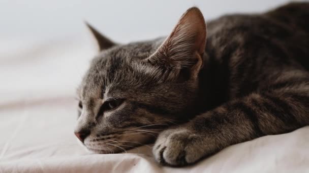 Leuke grijze tabby kat slapen op het bed binnen. Leuke grappige huisdier — Stockvideo