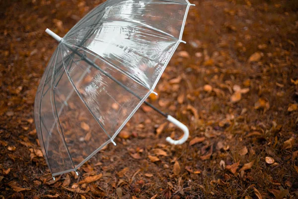 城市公园里 透明的伞盖在橙色的秋叶地毯上 — 图库照片