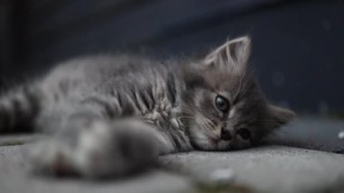 Evsiz, gri kedi yavrusu asfalt yolda dinleniyor. Yumuşak seçici bir odak noktası var. Büyük gözlü bir hayvan portresi.