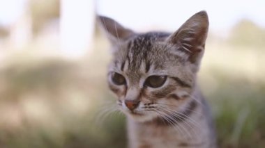 Yeşil gözlü ve mavi yakalı sevimli kahverengi çizgili kedi yavrusu güneşli bir bahar çayırında oturur ve dinlenir.