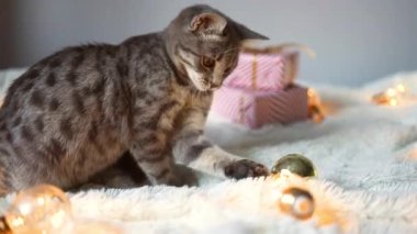 Sevimli kedi Noel ışıkları ve hediye kutularıyla yatakta uzanıyor. Şirin kedi yavrusu rahatlıyor ve altın top oyuncağıyla oynuyor. Kış tatili.