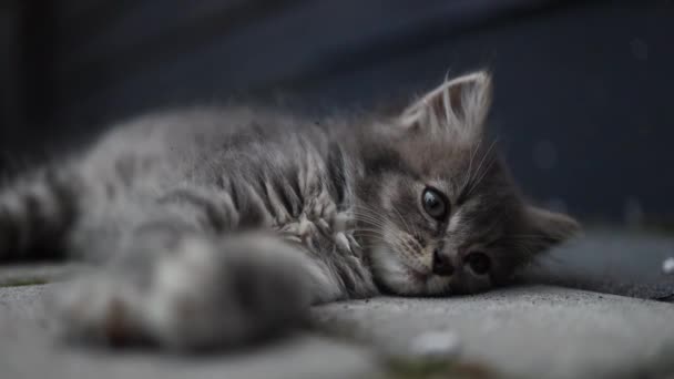 Tabby Bezdomny Szary Kotek Relaksujący Się Asfaltowej Drodze Świeżym Powietrzu — Wideo stockowe