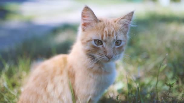 緑の目と青い襟付きの愛らしい生姜ふわふわの子猫が座って 日当たりの良い春の牧草地でリラックスします — ストック動画