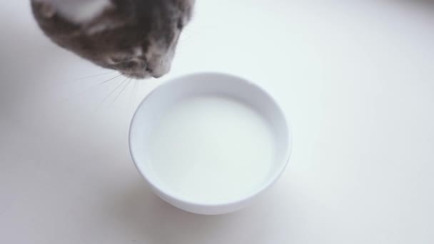 Close Young Little Kitten Eating Milkfrom Bowl Table White Background — Stock Video