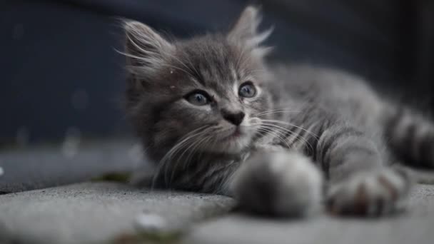 Uroczy Tabby Bezdomny Szary Kotek Relaksujący Się Asfaltowej Drodze Świeżym — Wideo stockowe