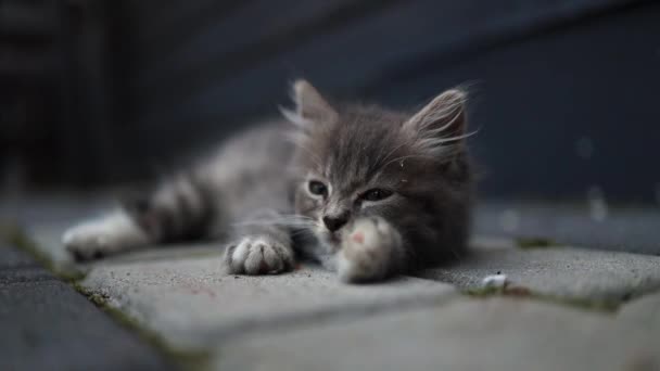 Cute Tabby Kotek Relaks Szarej Drodze Asfaltowej Kot Śpi Słodki — Wideo stockowe