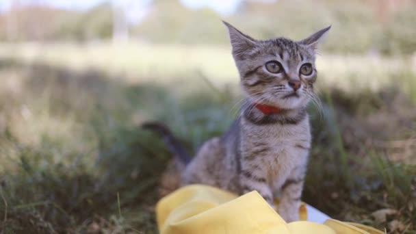 Gatinho Listrado Marrom Adorável Com Olhos Verdes Colar Vermelho Senta — Vídeo de Stock