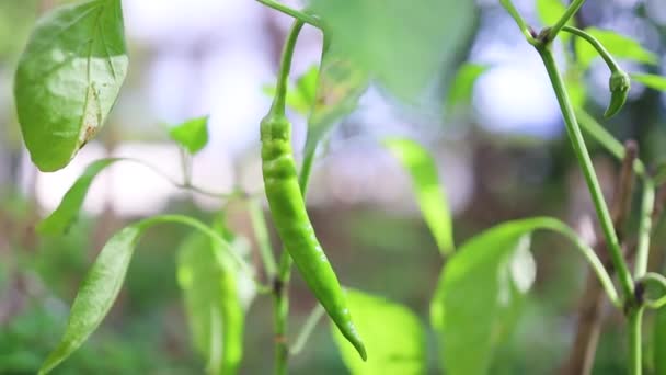 Vegetais frescos de pimenta verde que crescem em um ramo em vegetais de campo aberto para colheita. — Vídeo de Stock