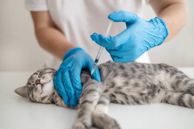 Doktor veteriner veteriner veteriner kliniğinde kediye insülin veriyor. Veterinerlik hekimliği kavramı.