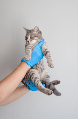 Klinikte arka planda aydınlık bir veterinerin elinde yerli gri tüylü kedi yavrusu.