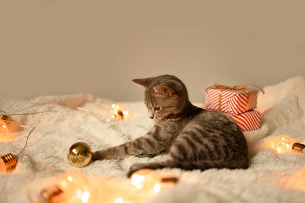 Entzückende Katze Liegt Auf Gemütlichem Bett Mit Goldenen Weihnachtslichtern Bokeh — Stockfoto