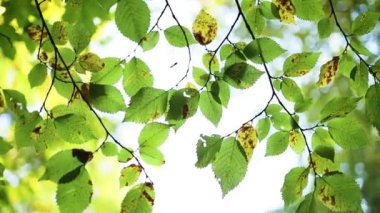 Doğa ağacı dalları rüzgarda hareket ediyor, sabah güneş ışığını gösteren yapraklarla.