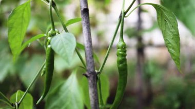 Açık alanda sebze dalında yetişen taze yeşil biberli sebzeler bulanık yeşil arka planda hasat için.
