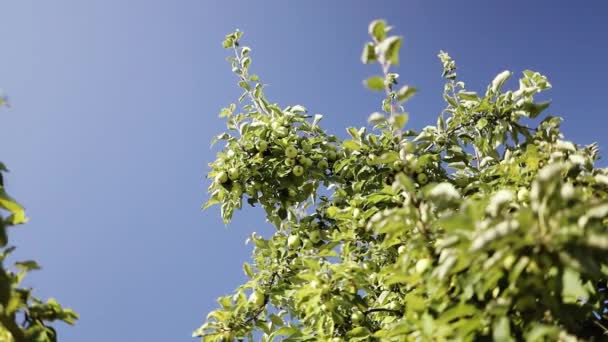 Schöner Obstgarten Frühling Äste Von Apfelbaum Auf Blauem Himmel Hintergrund — Stockvideo