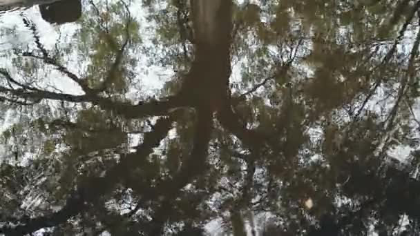 Regen Druppels Kabbelen Een Plas Een Donkere Regenachtige Dag Takken — Stockvideo