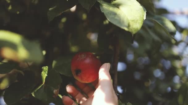 Farmářská Ruka Sbírá Zralé Jablečné Ovoce Zralá Šťavnatá Jablka Zahradě — Stock video