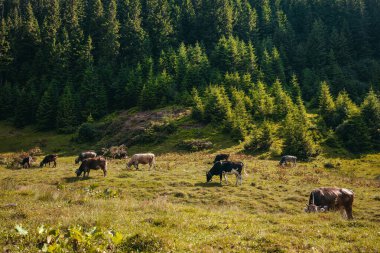 Güneşli bir günde çayırda ot yiyen inek sürüsü. Otlakta otlayan sığırlar..