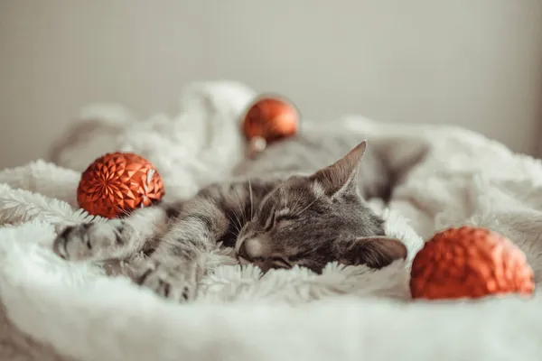 Happy striped gray kitten sleeps on the couch covered with a white knitted blanket. Bright glowing garlands in the background. Christmas and New year concept