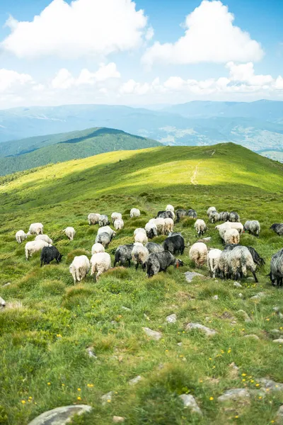 山の中で羊の群れ 羊の群れ牧草地や山の中を歩く 美しい山の風景 — ストック写真