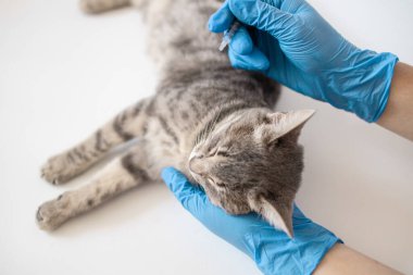 Veteriner doktor kedi yavrusu için iğne yapıyor. Hayvanlara aşı olmak. Veteriner kliniğinde muayene için evcil kedi, veteriner elleri..