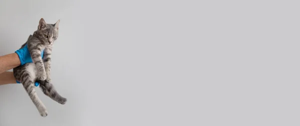 Домашний Серый Пушистый Котенок Руках Ветеринара Светлом Фоне Клинике — стоковое фото