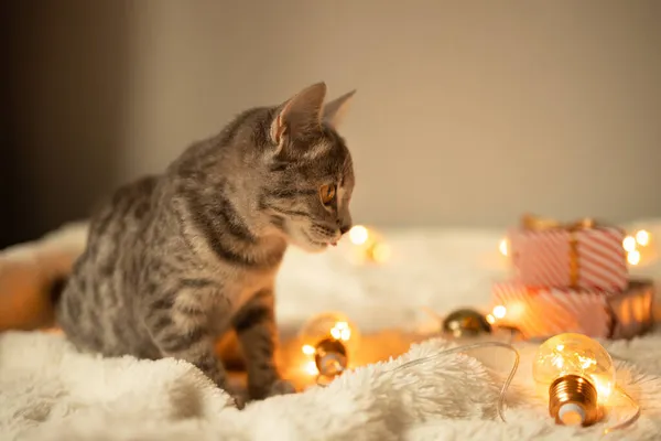 Pet Boże Narodzenie Koncepcja Hygge Ładny Kot Leżący Kocu Ozdobiony — Zdjęcie stockowe