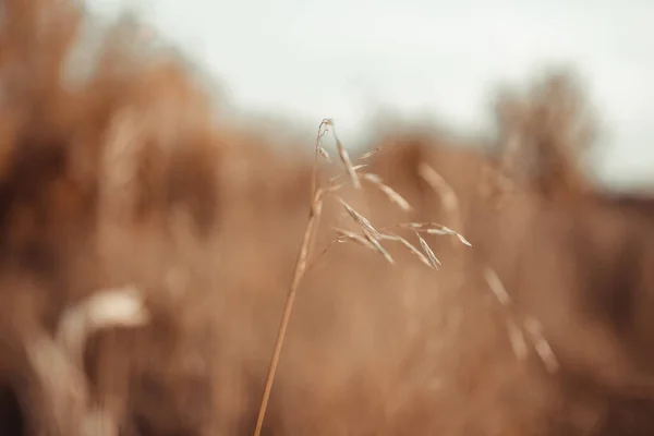 Stachel Aus Trockenem Gras Auf Einem Herbstlichen Feld Vor Diffusem — Stockfoto