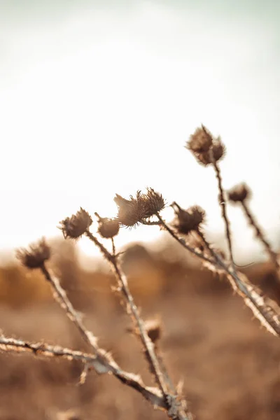 Arctium Lappa Plante Sèche Aux Épines Soleil Dans Champ Automne — Photo